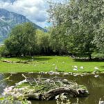 Discover the Wonders of Salzburg Zoo: Austria’s Most Beautiful Wildlife Park