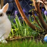 Discover Europe in Summer: A Season Full of Life and Color